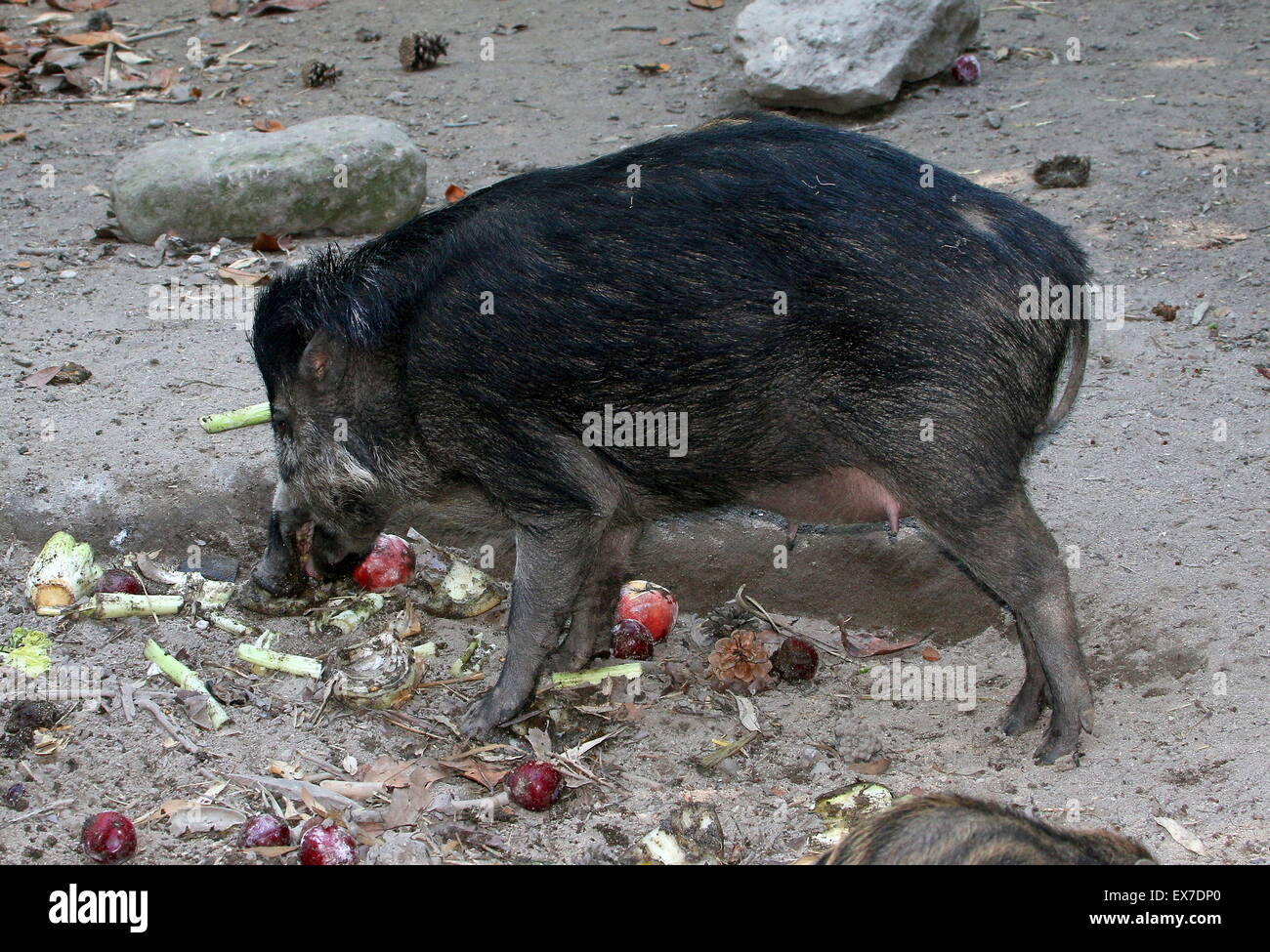 Femmina del sudest asiatico presenta verrucosa Visayan maiale (Sus cebifrons) alimentazione su frutta e verdura Foto Stock