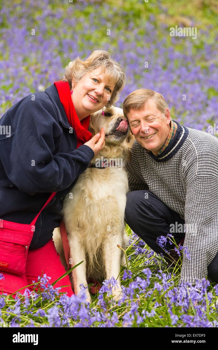 Un Golden Retriever cane e proprietari in Bluebells in Jiffy Knotts legno vicino a Ambleside, Lake District, UK. Foto Stock