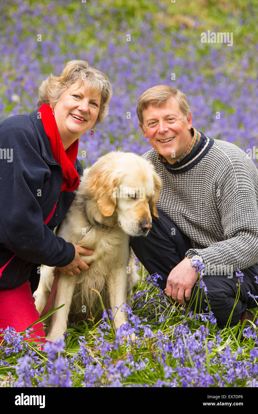 Un Golden Retriever cane e proprietari in Bluebells in Jiffy Knotts legno vicino a Ambleside, Lake District, UK. Foto Stock