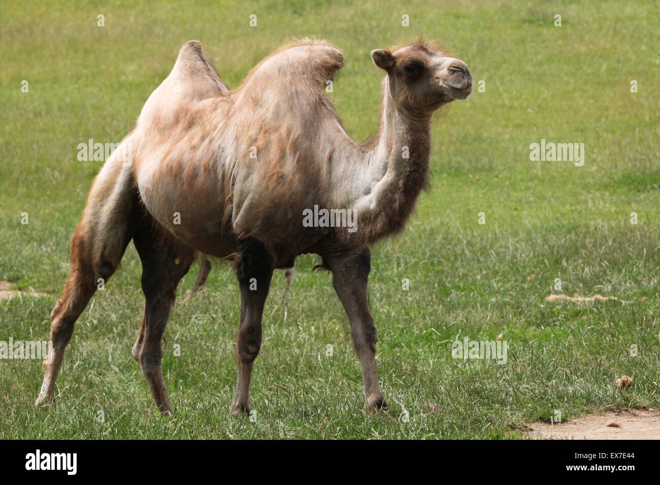 Bactrian camel (Camelus bactrianus) a Usti nad Labem Zoo in Boemia settentrionale, Repubblica Ceca. Foto Stock