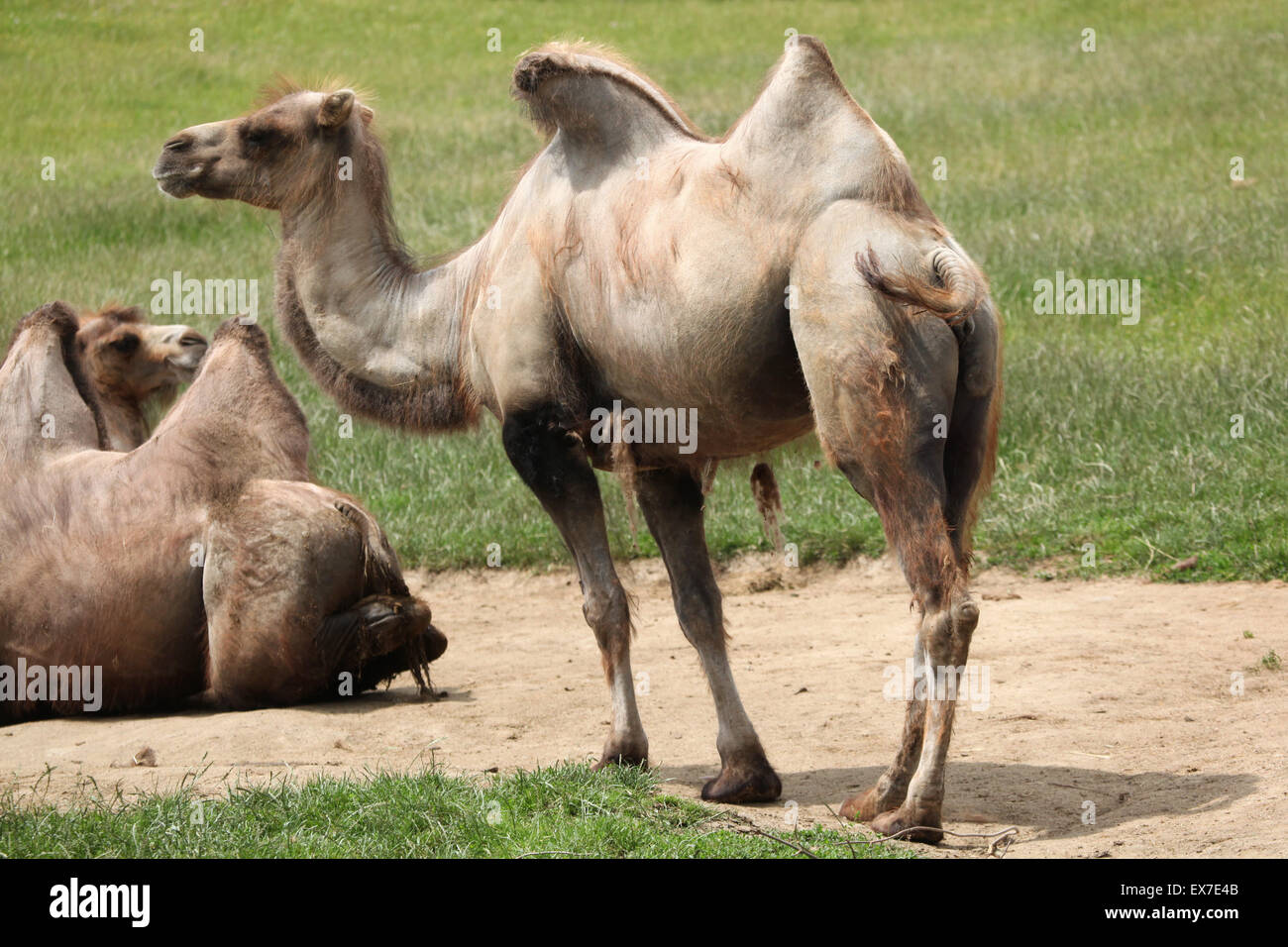 Bactrian camel (Camelus bactrianus) a Usti nad Labem Zoo in Boemia settentrionale, Repubblica Ceca. Foto Stock