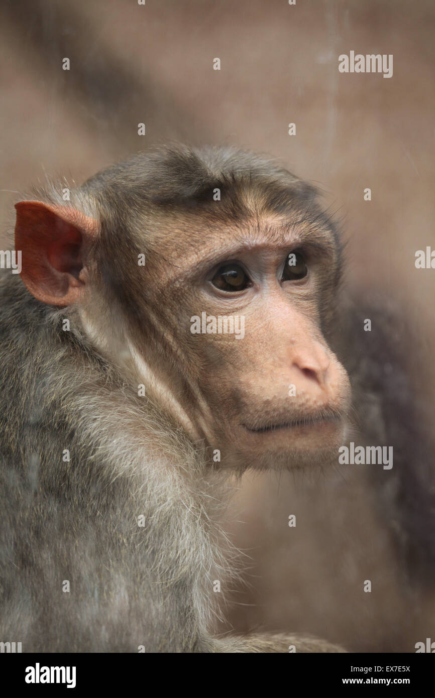 Cofano macaque (Macaca radiata) guardando attraverso il vetro a Usti nad Labem Zoo in Boemia settentrionale, Repubblica Ceca. Foto Stock