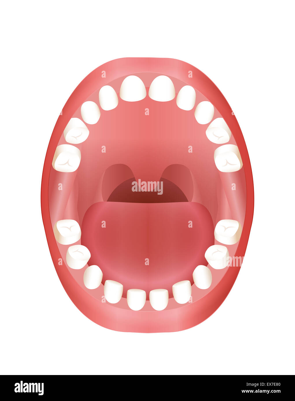 Denti primari - bambini modello bocca con il mascellare superiore e inferiore e i suoi venti denti temporanei. Foto Stock