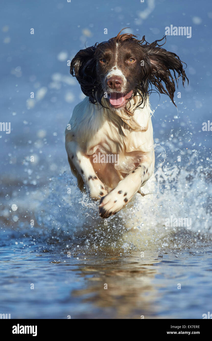 Lavorando spaniel recupero manichino di prova in acqua durante la canicola estiva Foto Stock