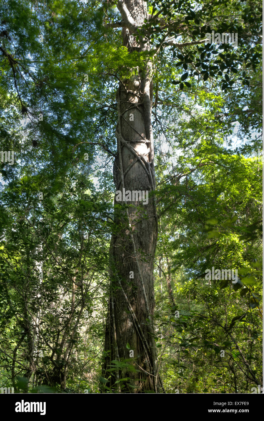 Un strangler fig (Ficus aurea) scalata di un cipresso calvo (Taxodium distichum) Struttura di cavatappi nel Santuario di palude Foto Stock