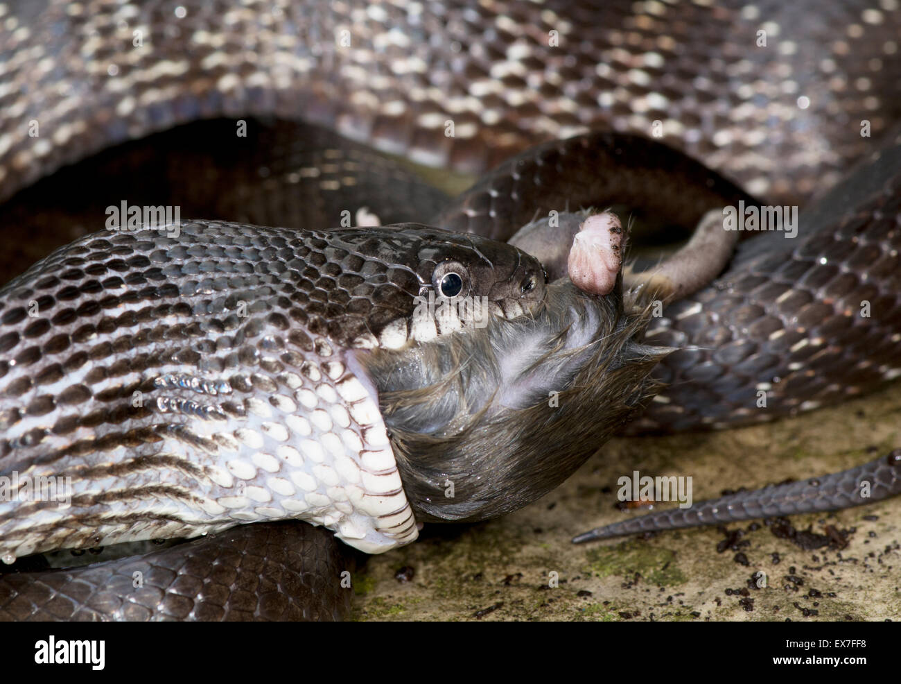 Il nero biacco (Elaphe [Pantherophis] obsoleta) mangiando un cervo mouse, Peromyscus. Foto Stock