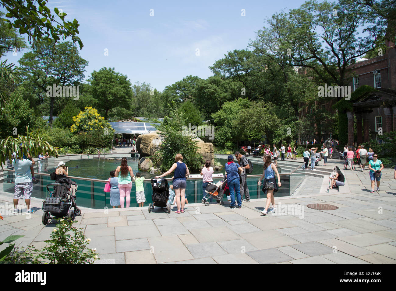 I visitatori attorno ai leoni di mare area a Central Park Zoo Manhattan New York STATI UNITI D'AMERICA Foto Stock