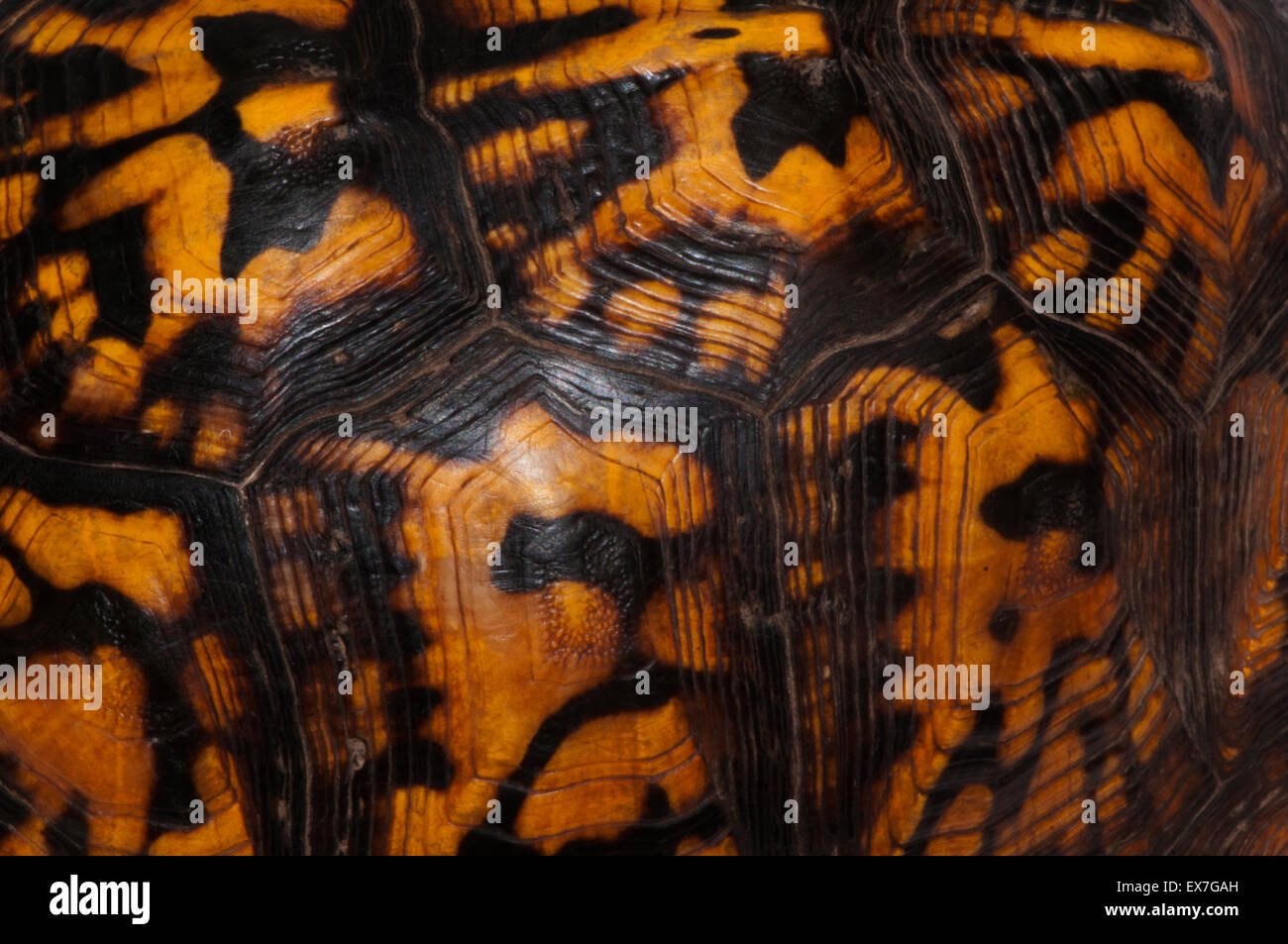 Scatola orientale guscio di tartaruga pattern Foto Stock