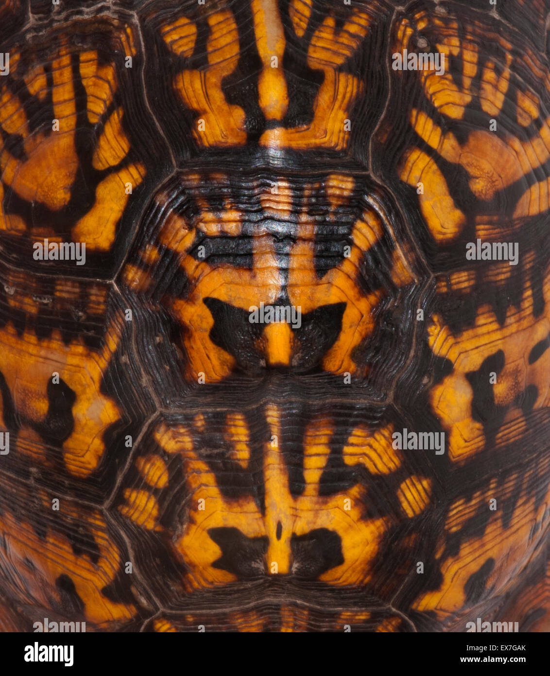 Scatola orientale guscio di tartaruga pattern Foto Stock