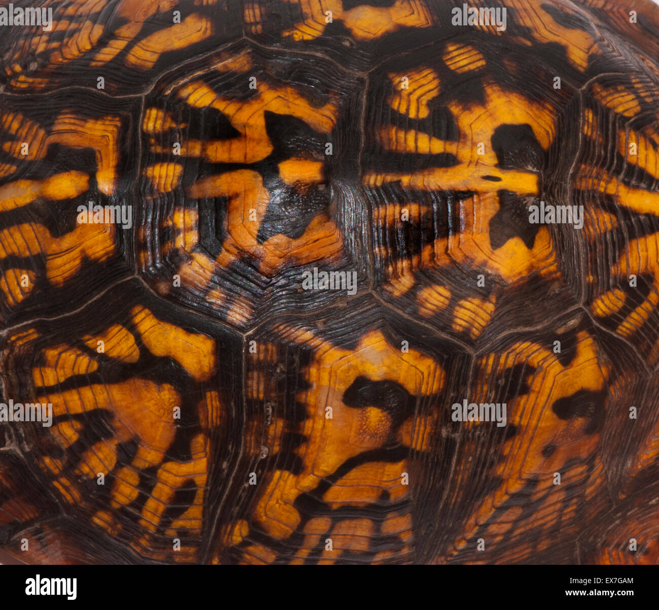 Scatola orientale guscio di tartaruga pattern Foto Stock