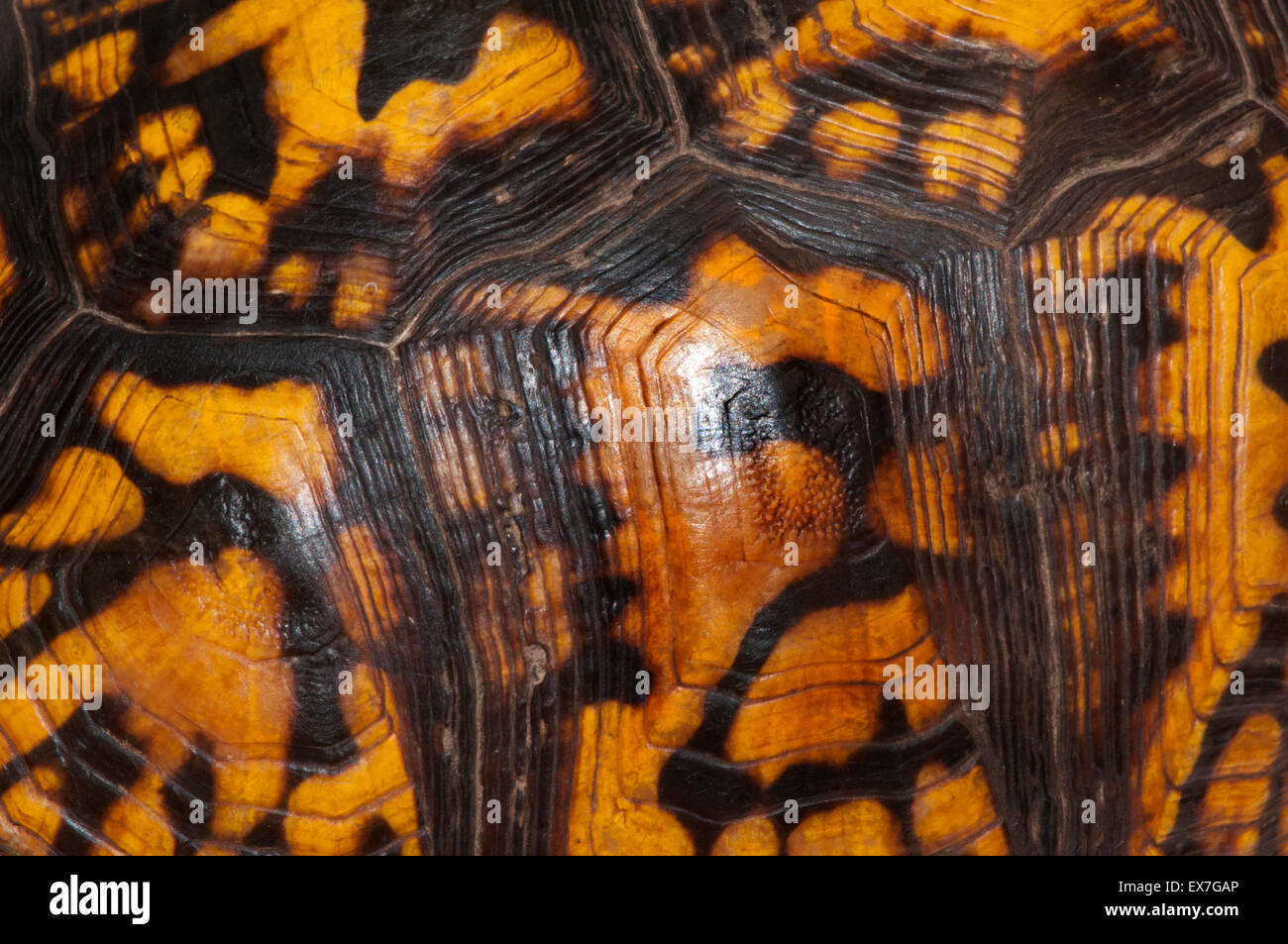 Scatola orientale guscio di tartaruga pattern Foto Stock