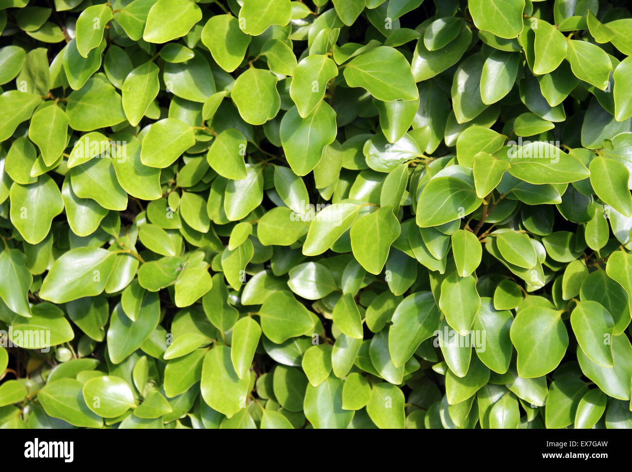 Freschi a foglia sfondo verde d'estate. Foto Stock