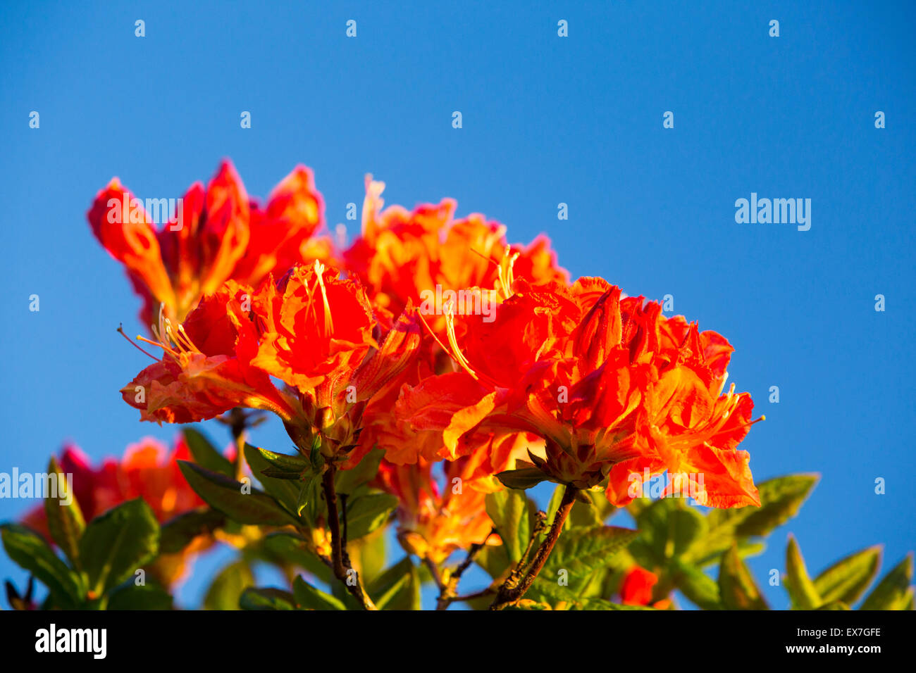 Arancio fiori di azalea. Foto Stock