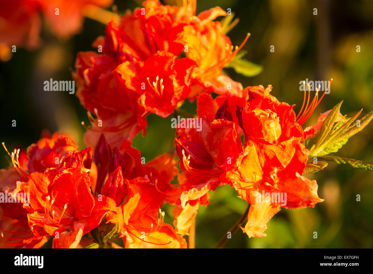 Arancio fiori di azalea. Foto Stock