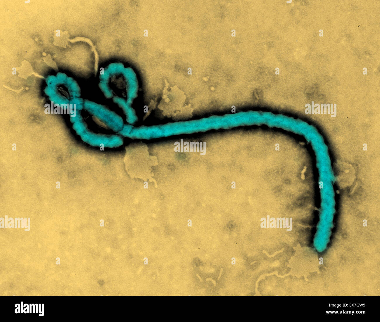 Microscopio elettronico a trasmissione (TEM) di un virus Ebola virione. Foto Stock