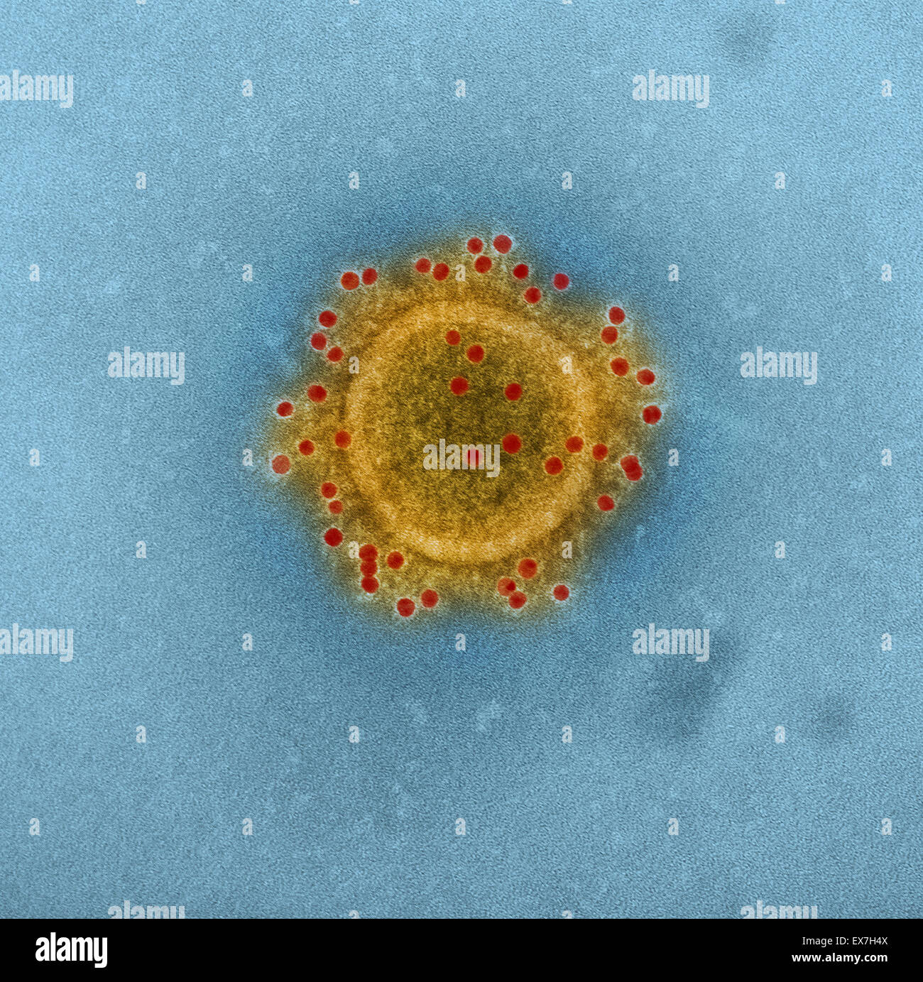 Meri particella Coronavirus Foto Stock