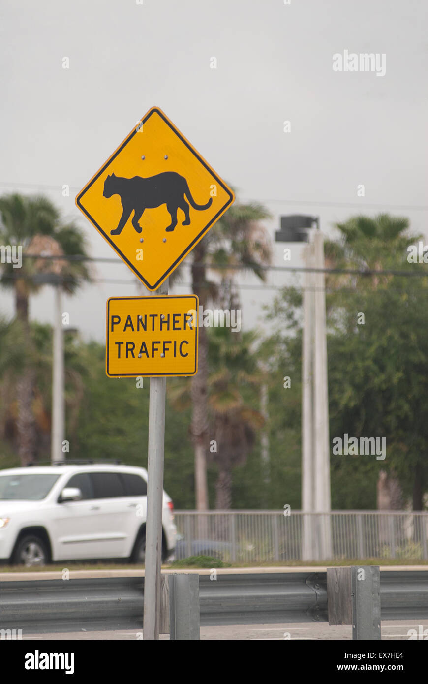 Panther attraversando un cartello di segnalazione lungo una carreggiata in Naples, Florida Foto Stock