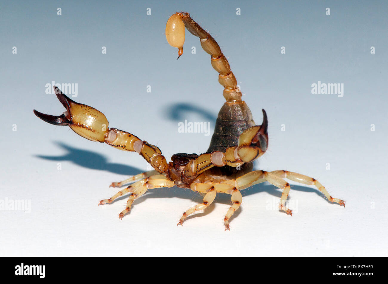 Scorpion Foto Stock