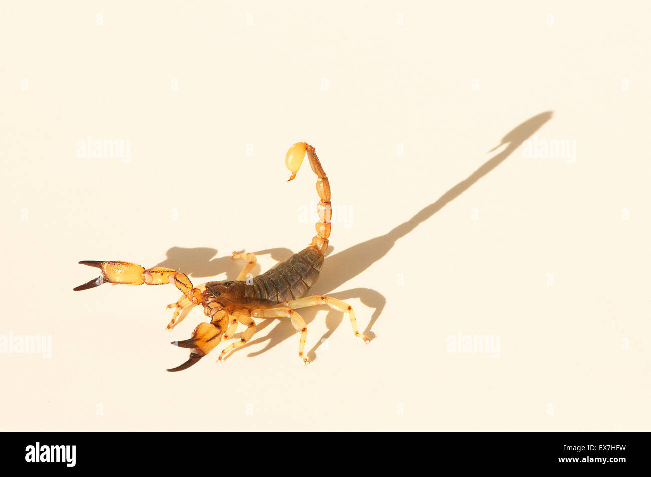 Scorpion Foto Stock