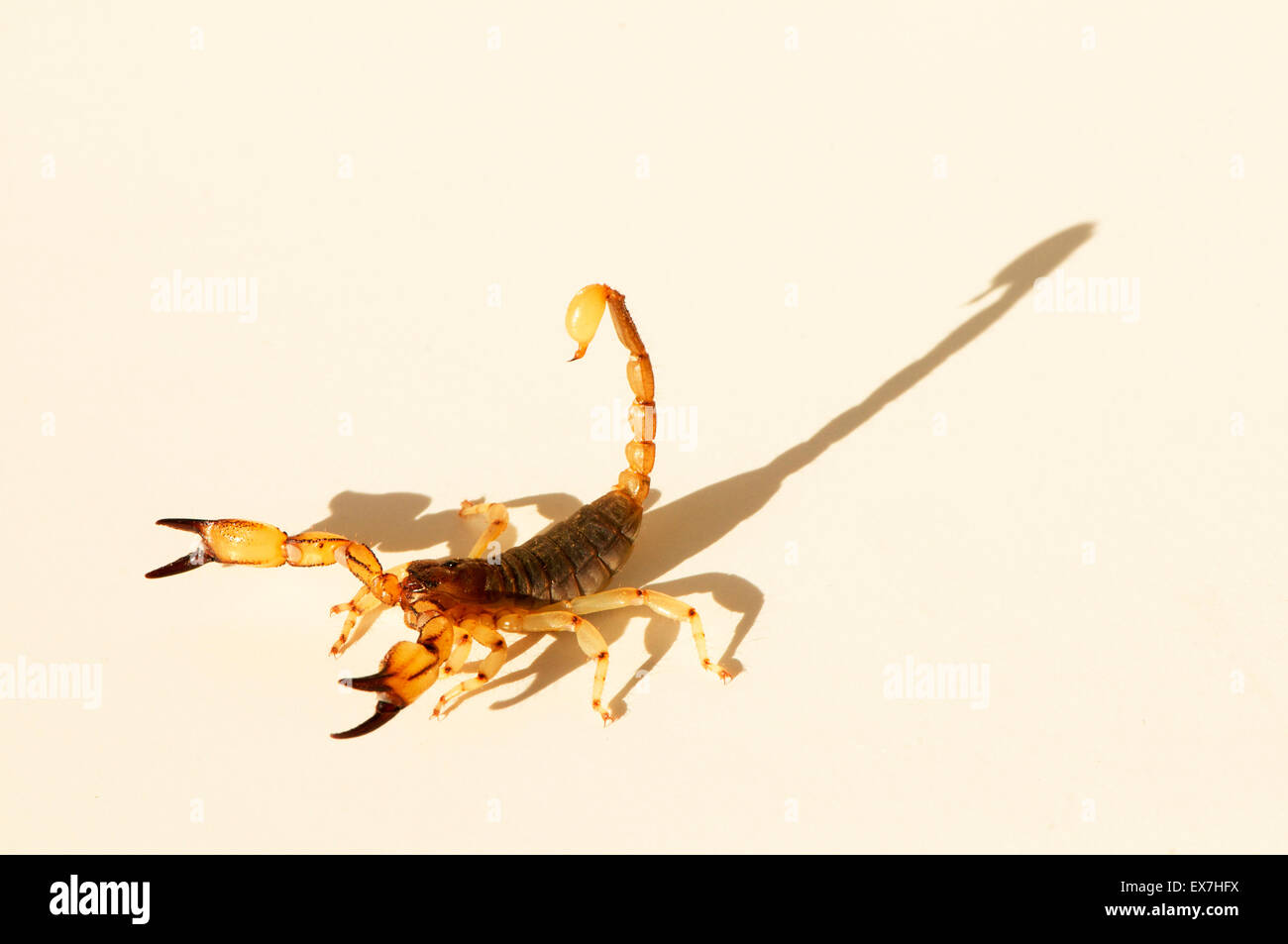 Scorpion Foto Stock
