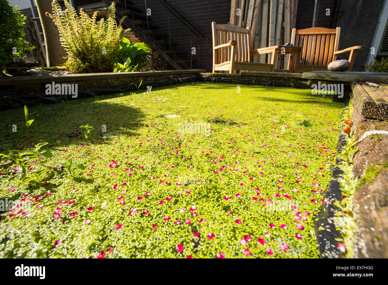 Petali da Midland Albero di biancospino, Crataegus laevigata su un laghetto in giardino coperto di erbaccia anatra in Ambleside, Regno Unito. Foto Stock