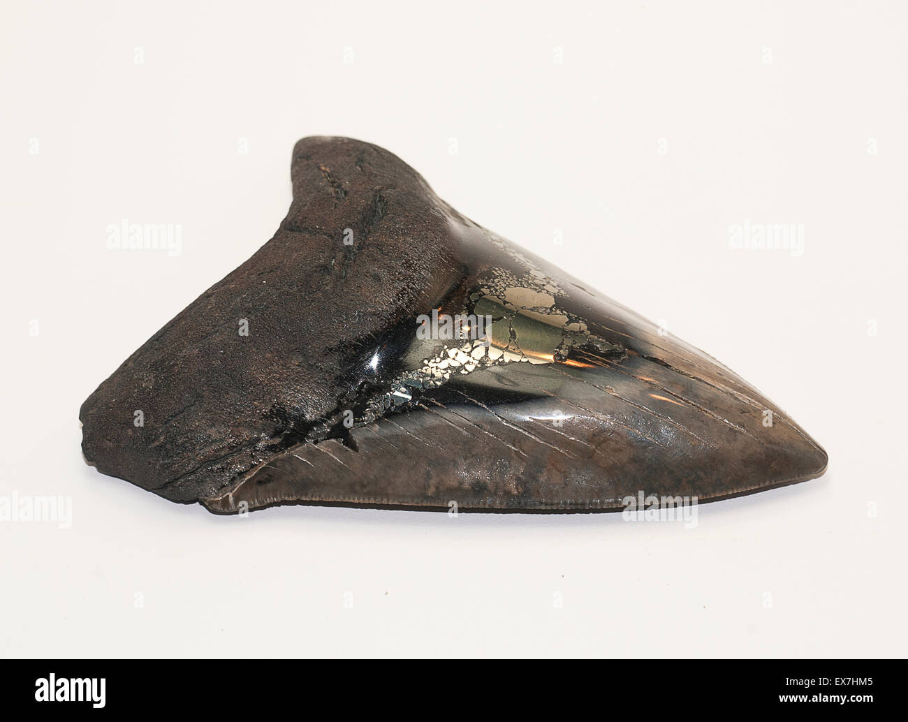 Fossili di squalo bianco dente Foto Stock