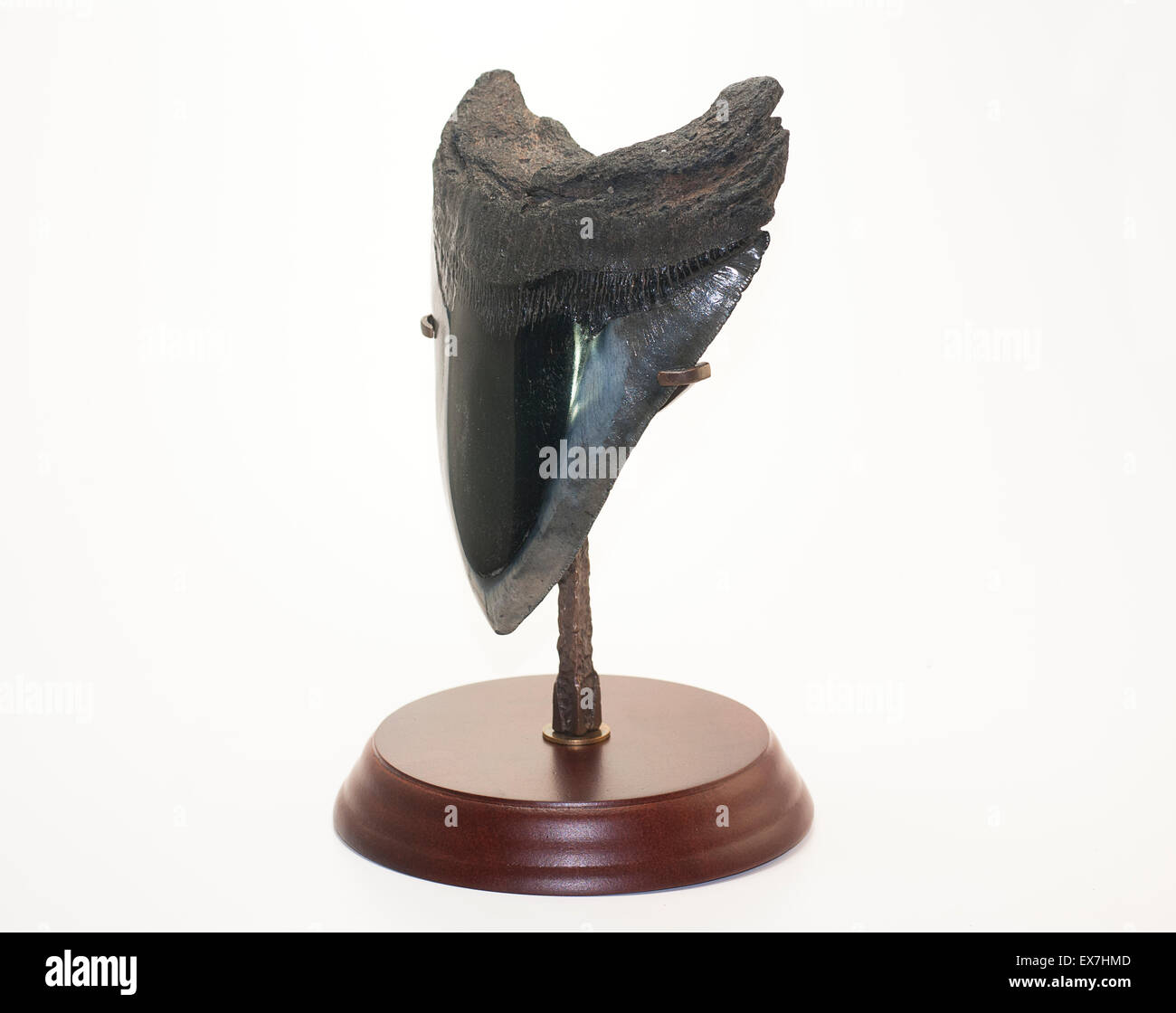 Fossili di squalo bianco dente Foto Stock