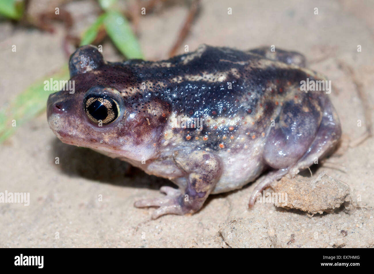 Eastern spadefoot toad, Scaphiopus holbrookii. Foto Stock