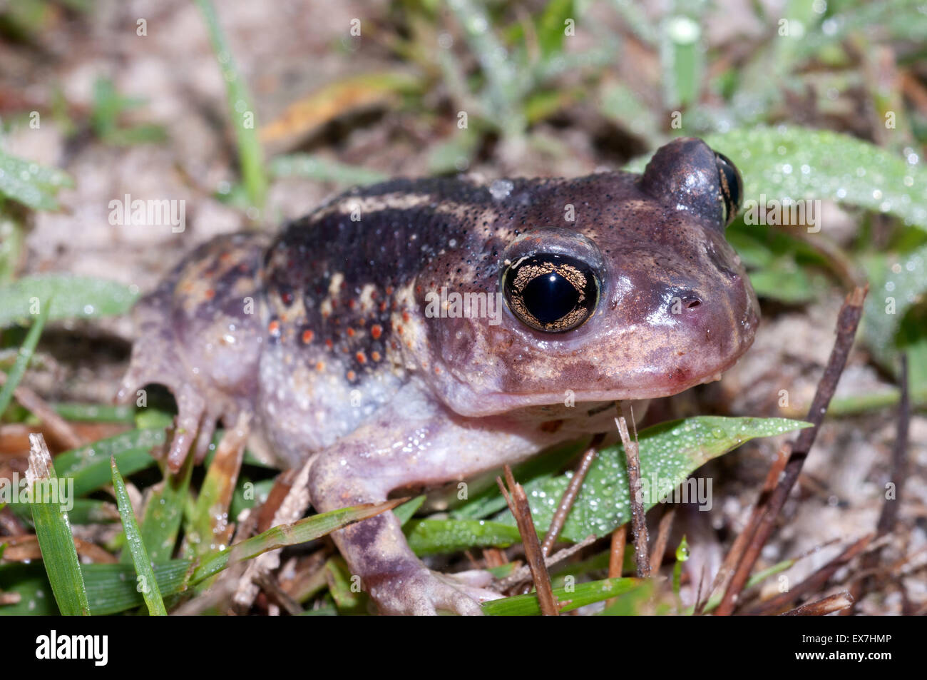 Eastern spadefoot toad, Scaphiopus holbrookii. Foto Stock