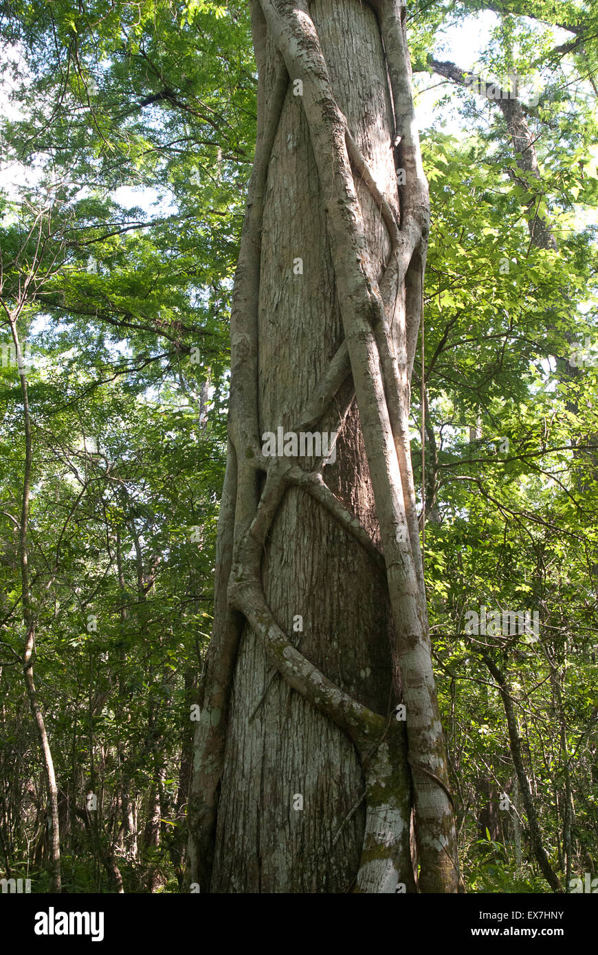 Un strangler fig (Ficus aurea) scalata di un cipresso calvo (Taxodium distichum) Struttura di cavatappi nel Santuario di palude Foto Stock