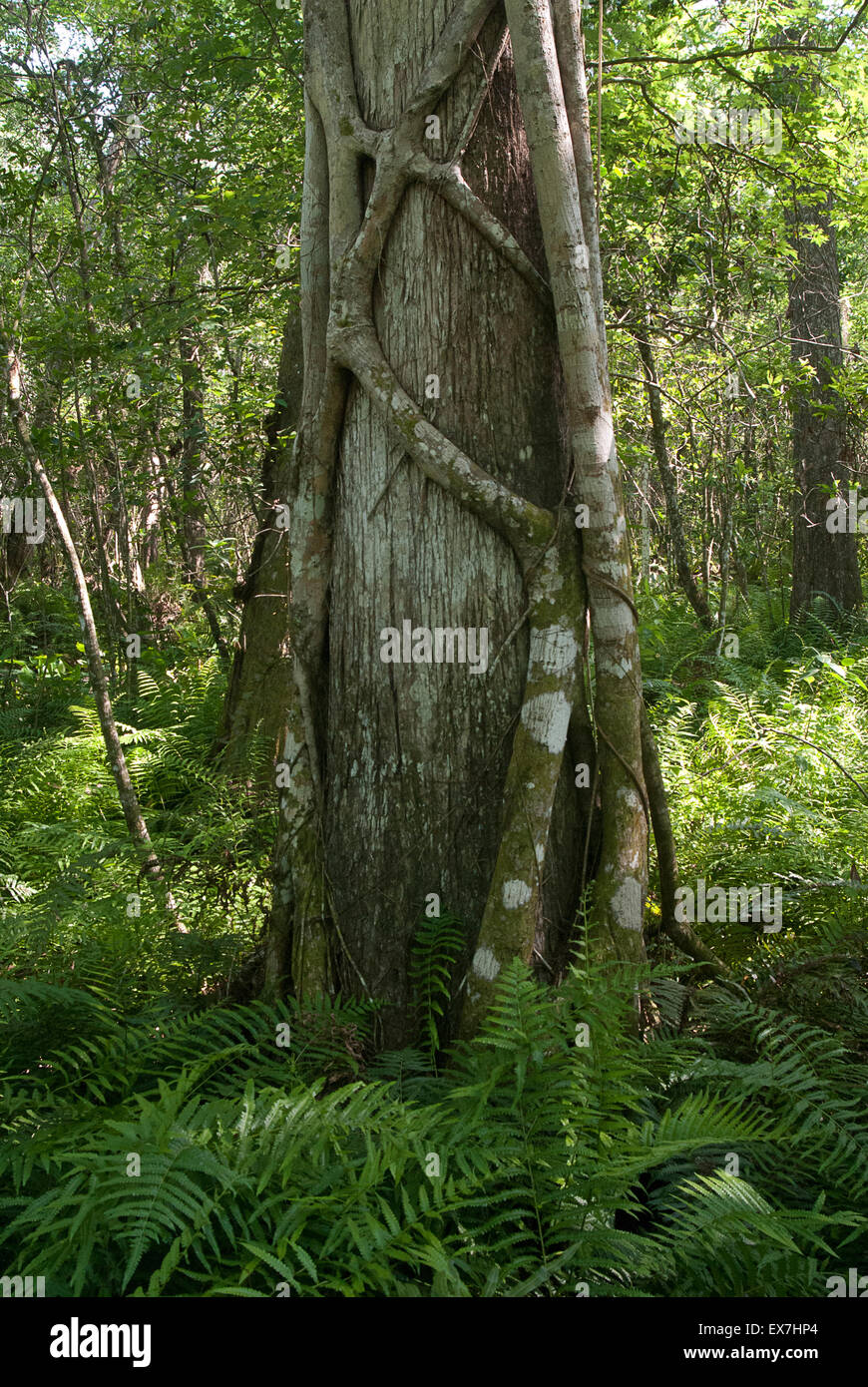 Un strangler fig (Ficus aurea) scalata di un cipresso calvo (Taxodium distichum) Struttura di cavatappi nel Santuario di palude Foto Stock