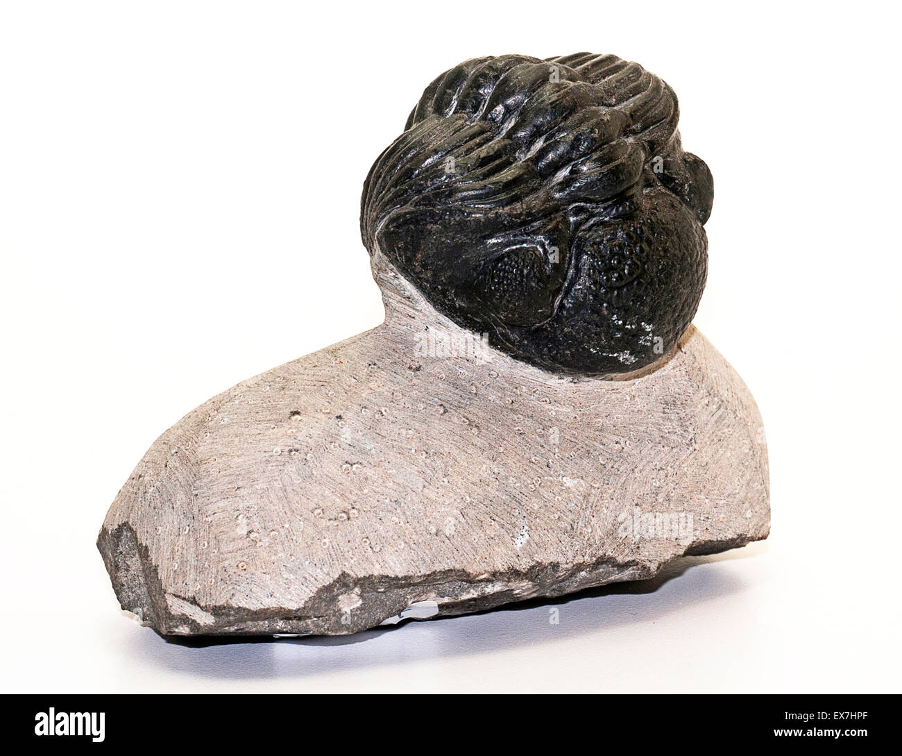 Fossile trilobata, Drotops megalomanicus, dal Marocco Foto Stock
