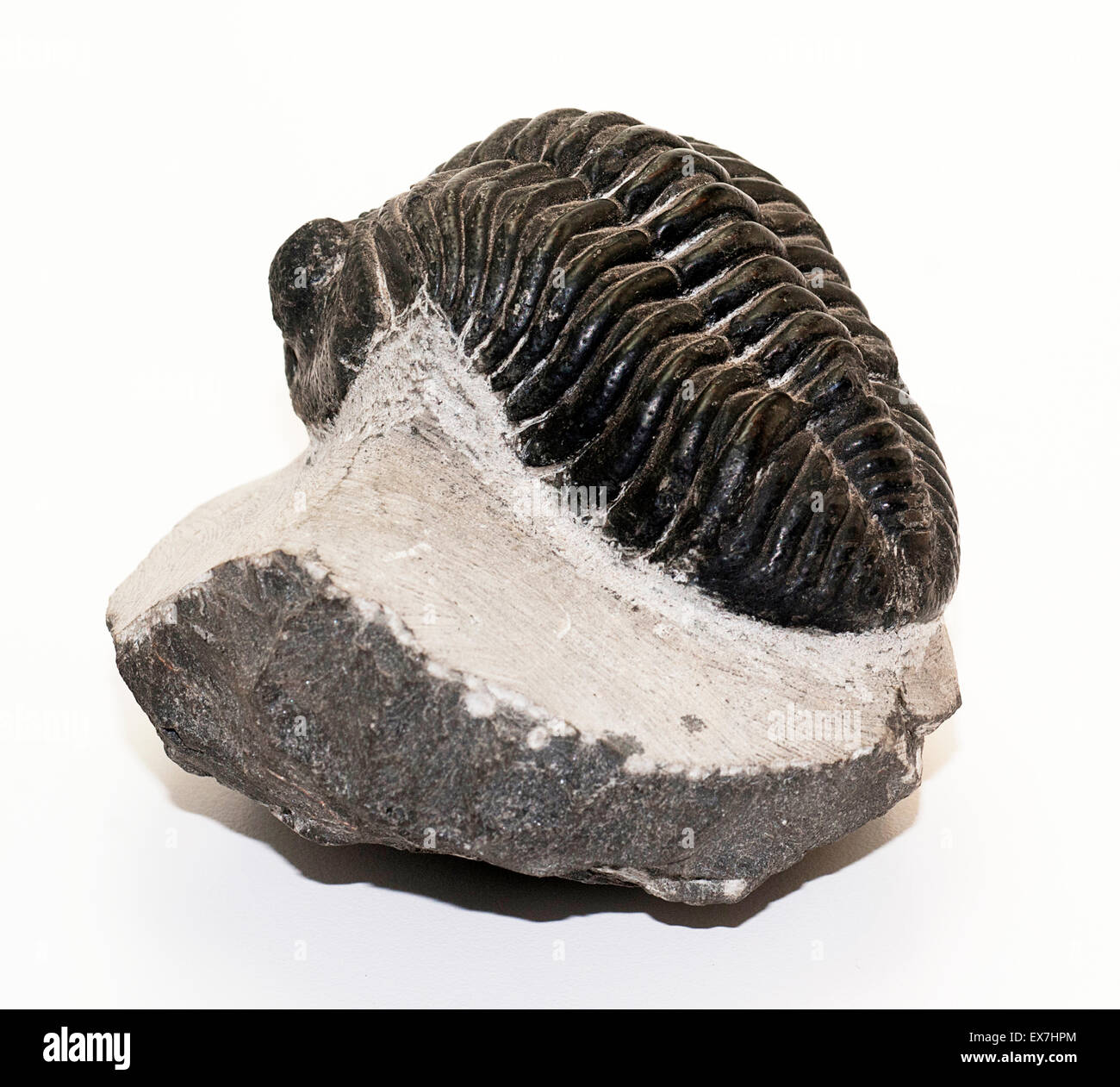 Fossile trilobata, Drotops megalomanicus, dal Marocco Foto Stock