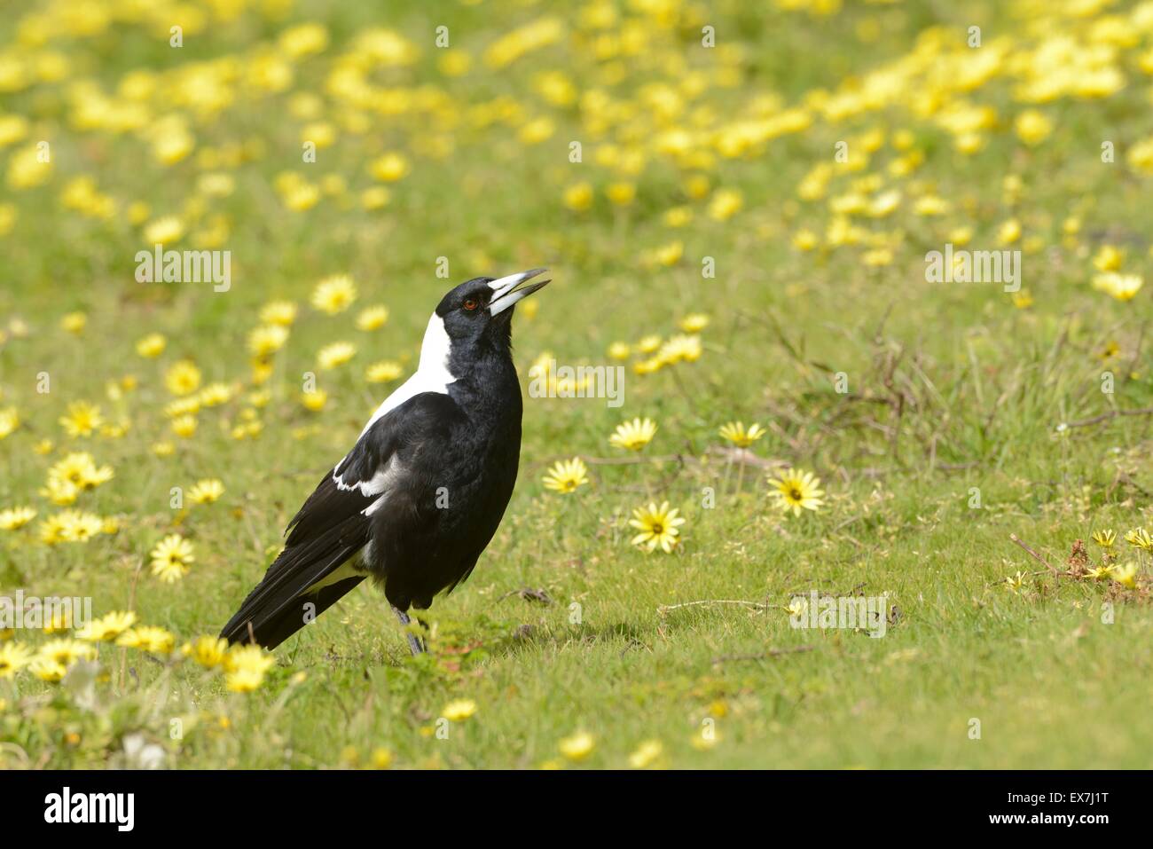 Gazza australiana Gymnorhina tibicen fotografato a cantare in Sud Australia Foto Stock