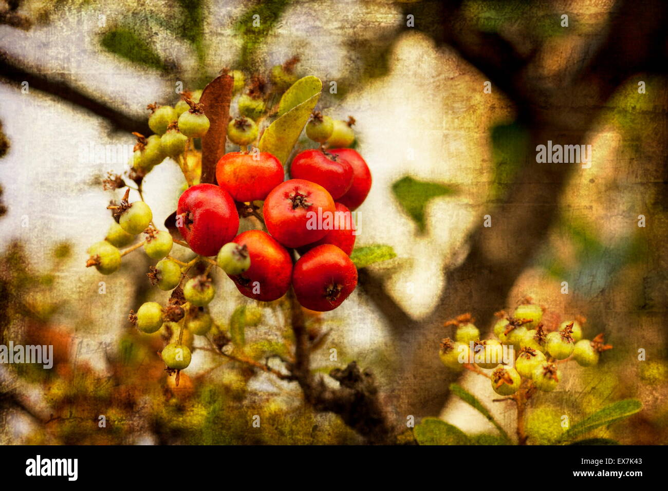 Arbusto con un sacco di bacche rosse sui rami, Autumn harvest backg Foto Stock