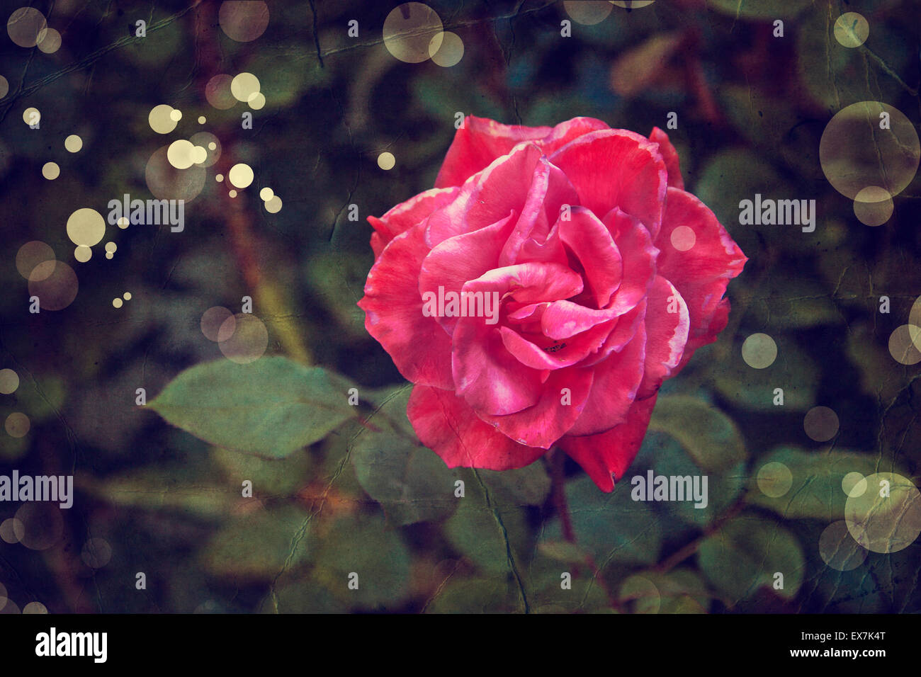 Bellissimo sfondo romantico con red rose dentellare, petali, estate sfondo fiori/ amore sfondo Foto Stock