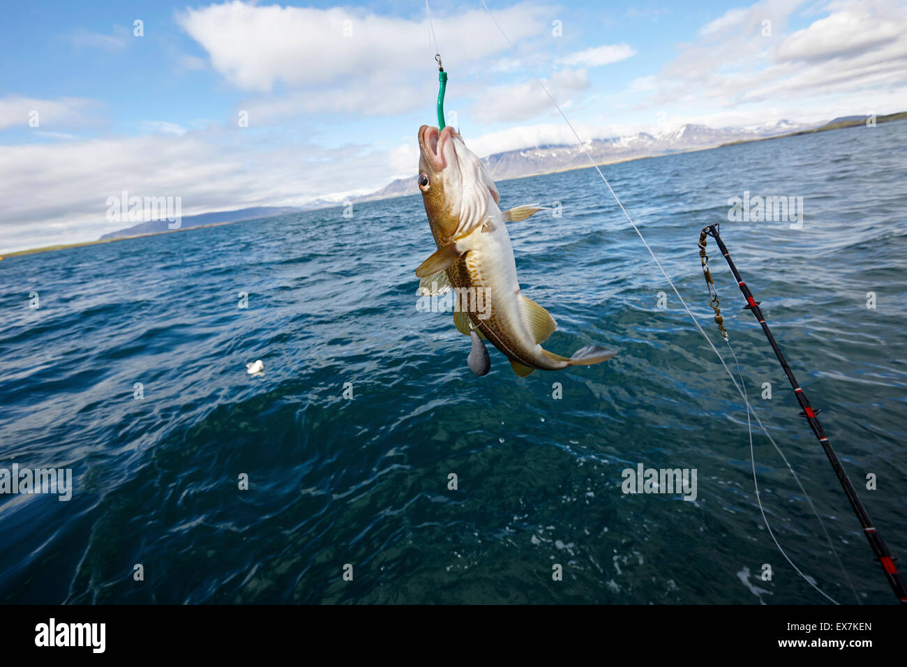 La cattura di merluzzo bianco seafishing su una barca charter Reykjavik Islanda Foto Stock