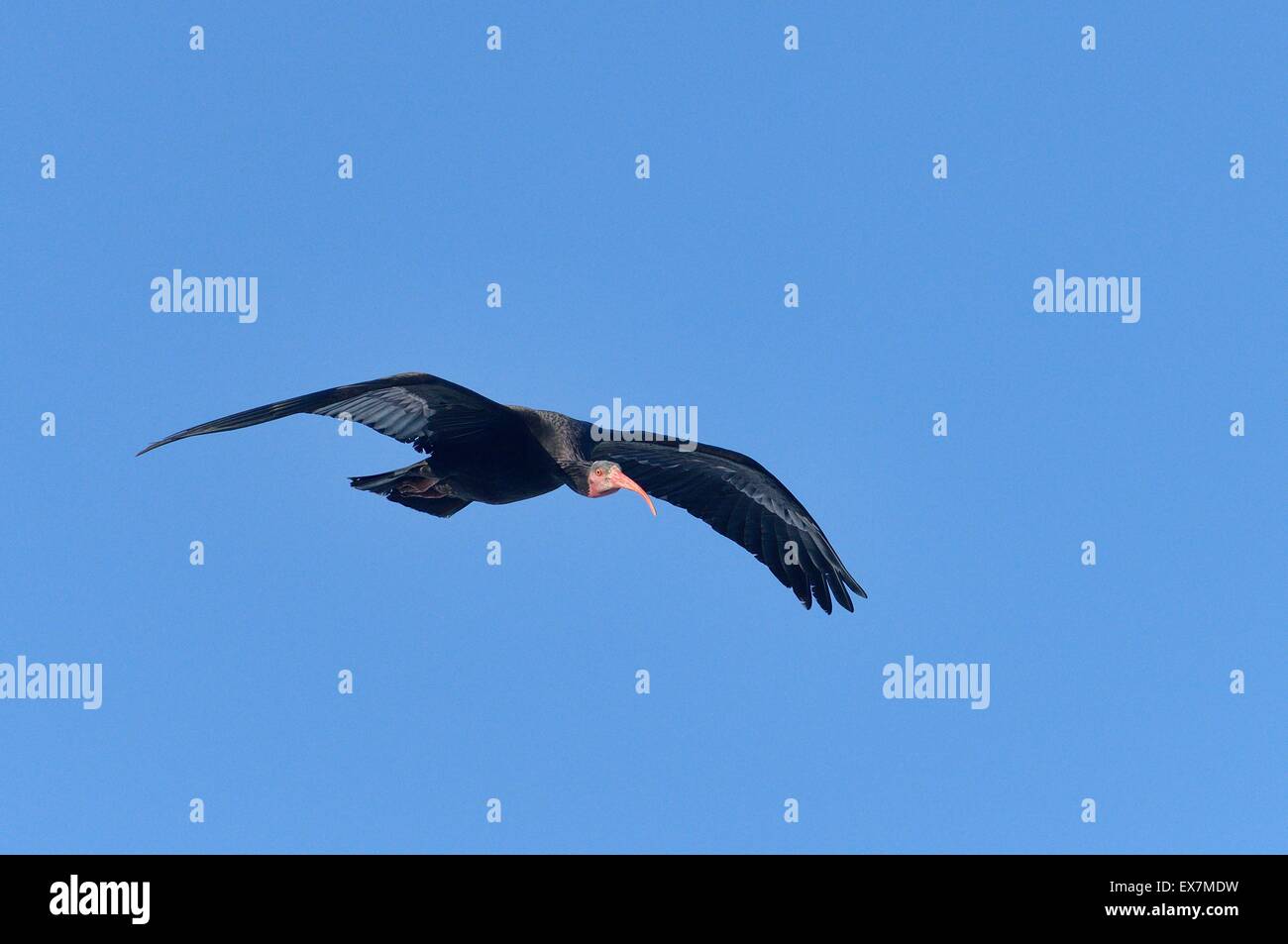 Northern calvo Ibis eremita (Ibis o Waldrapp) Geronticus eremita in volo sulla costa atlantica del Marocco Foto Stock