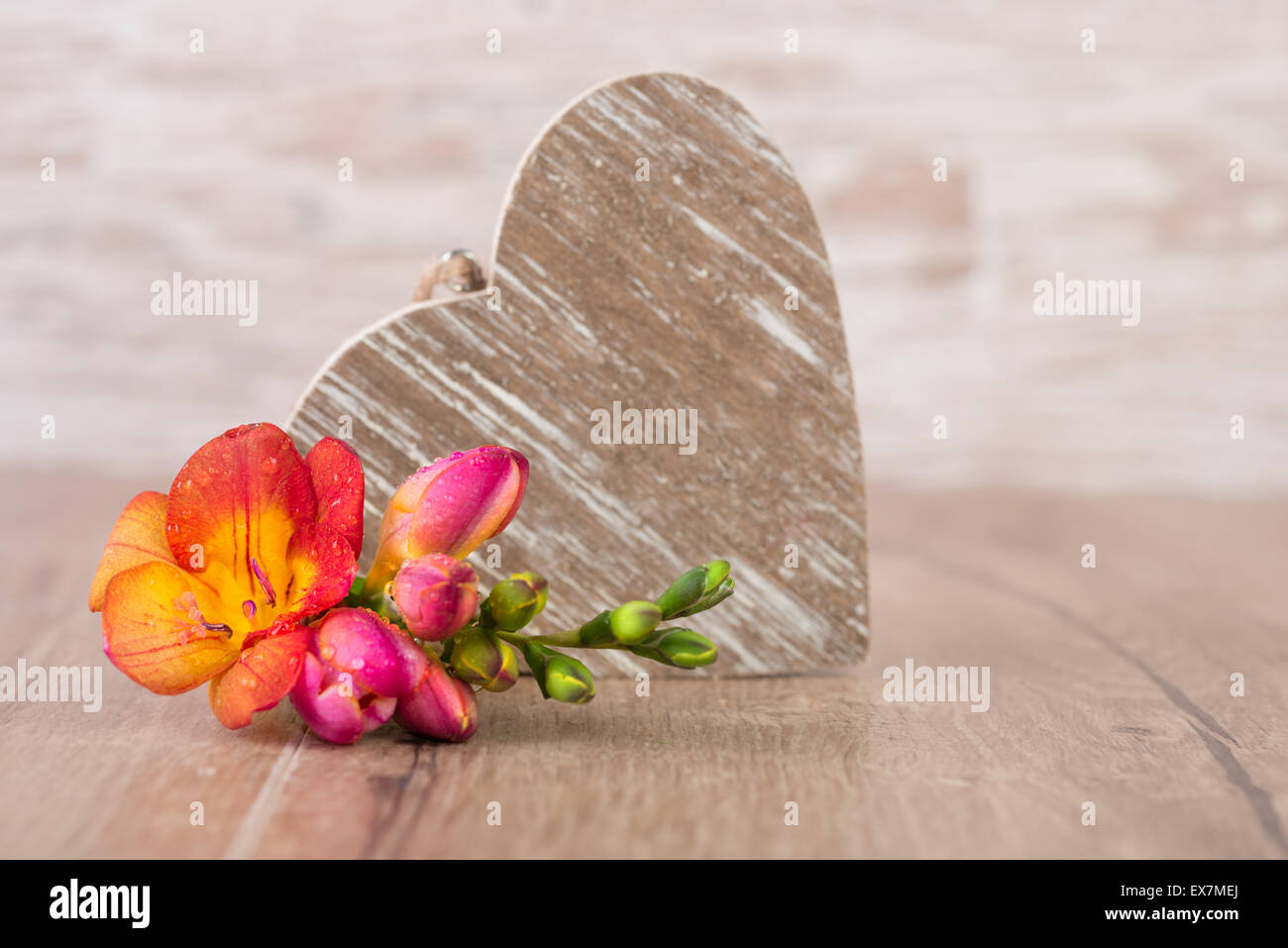 Cuore di legno colorato e fresia fiore. happy valentine! Foto Stock
