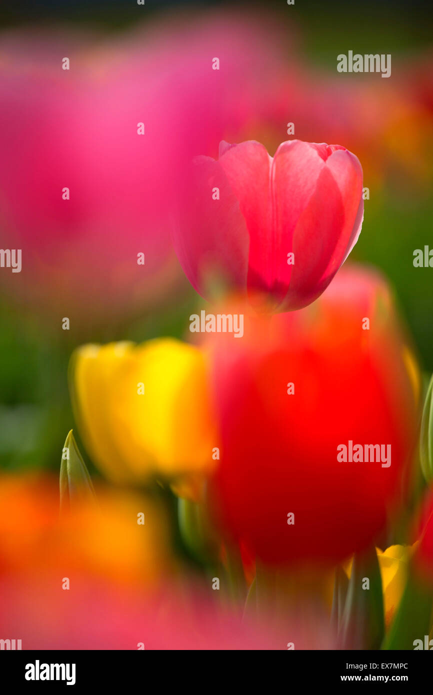 I tulipani, Holland America lampadina Farm, bosco, Washington Foto Stock