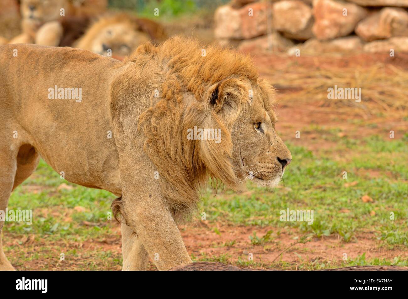 Barberia Lion Panthera leo, lo Zoo di Rabat, Marocco, maschio Foto Stock