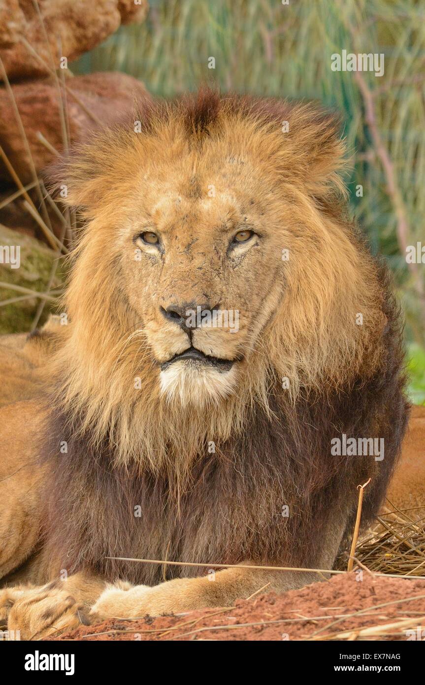 Barberia Lion Panthera leo, lo Zoo di Rabat, Marocco, maschio Foto Stock