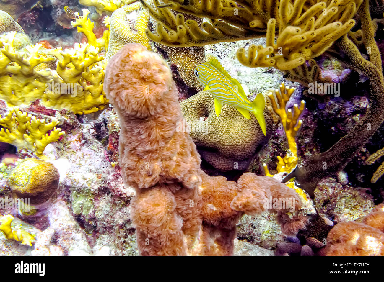 Grunt francese nuotare sotto le aste del mare e il pilastro Coralli a Sharon Sito di serenità in Klein Bonaire, Bonaire Foto Stock