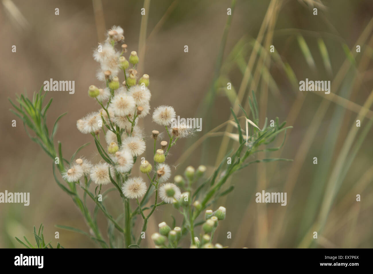 Cluster di tarassaco / creeping thistle, Cirsium arvense, maturi e morbidi nel campo. Foto Stock