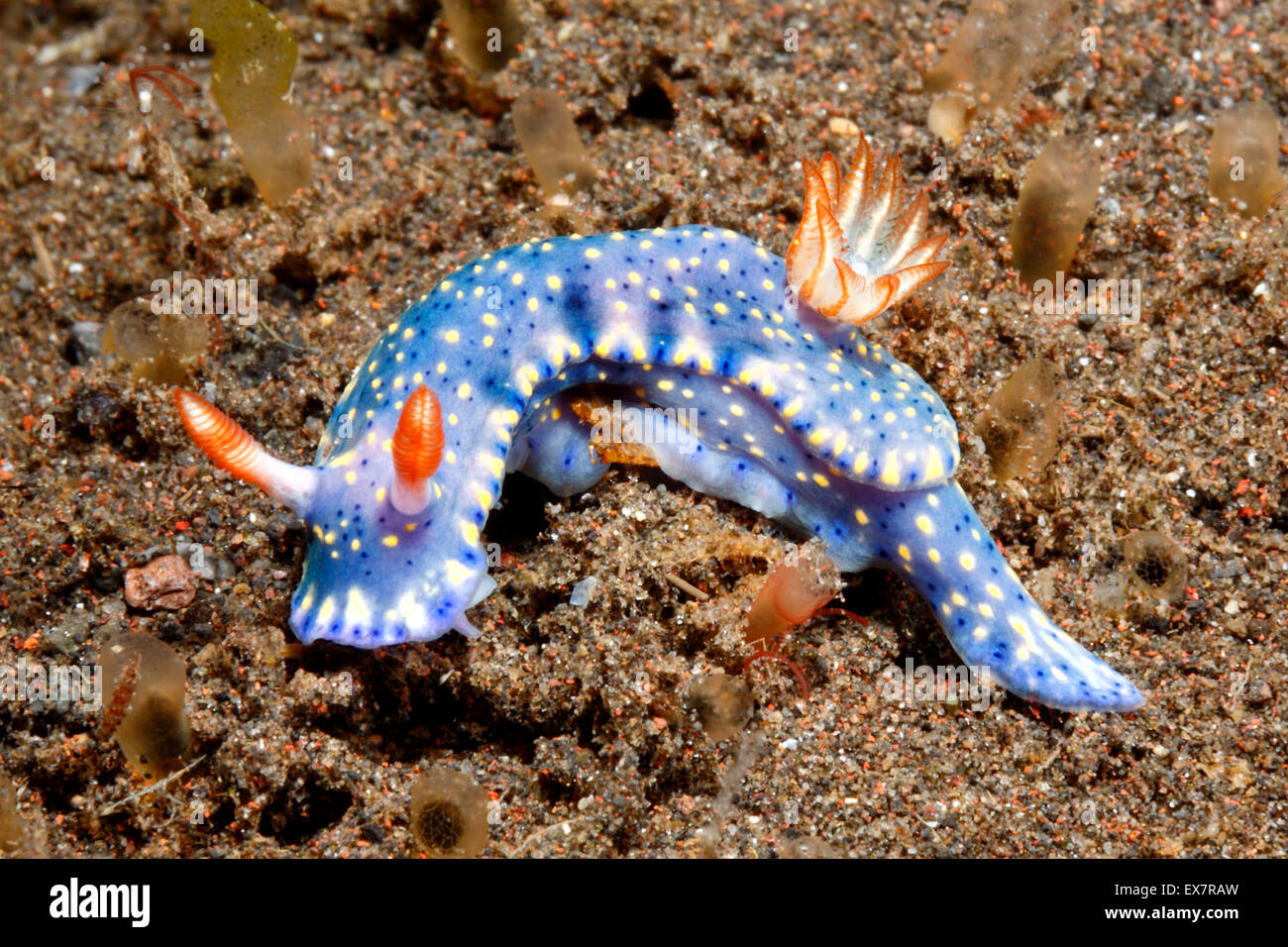 Nudibranch, Hypselodoris infucata. Tulamben, Bali, Indonesia. Bali Sea, Oceano Indiano Foto Stock