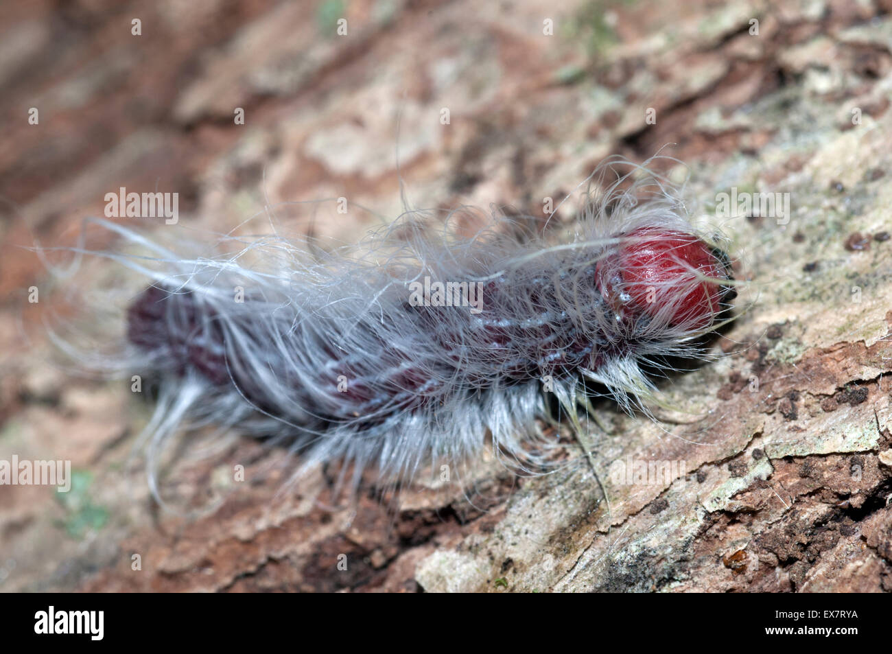 Noce (caterpillar Datana integerrima). Foto Stock