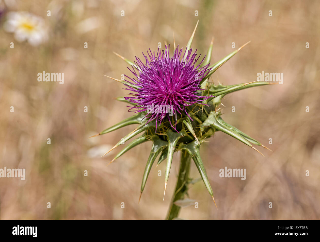 viola del cardo selvatico Foto Stock