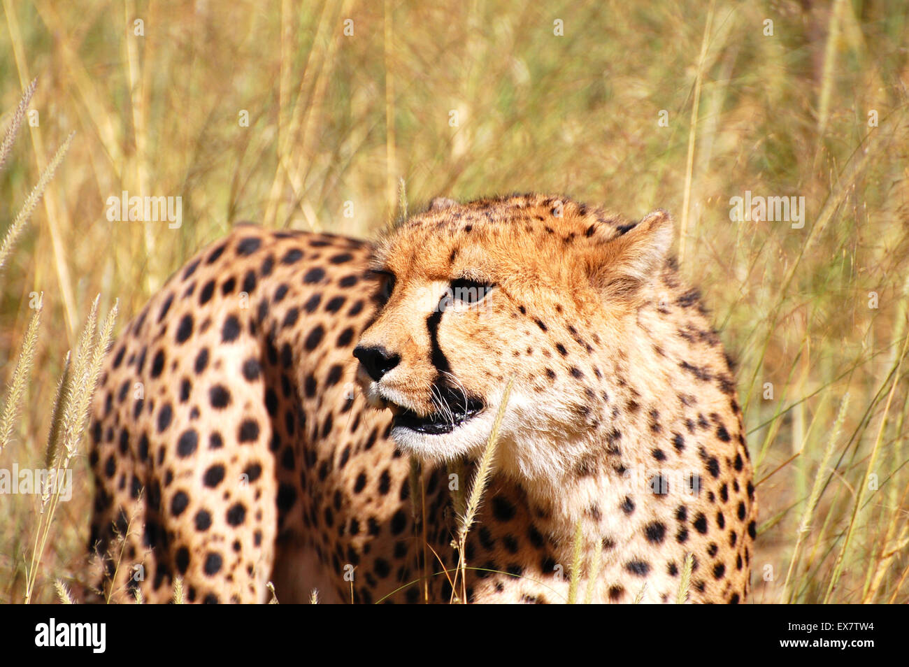 Cheetah - Namibia Foto Stock