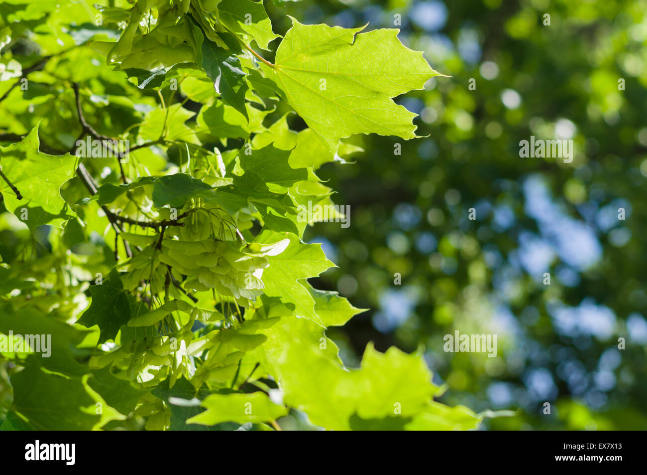 Albero di acero succursale con grappolo di semi, estate natura sfondo Foto Stock