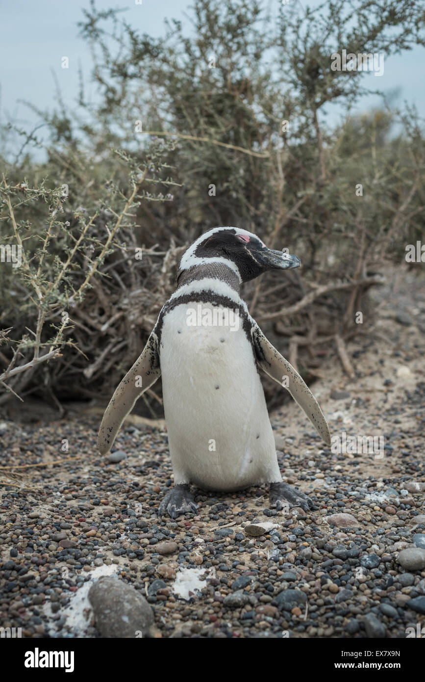 Penguin a Punta Tombo in Chubut Patagonia Foto Stock
